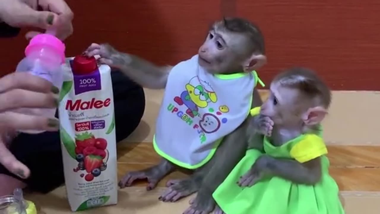 Animals