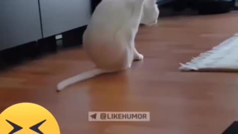 Супер Кот