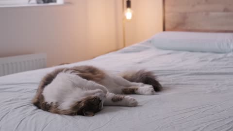 the cat