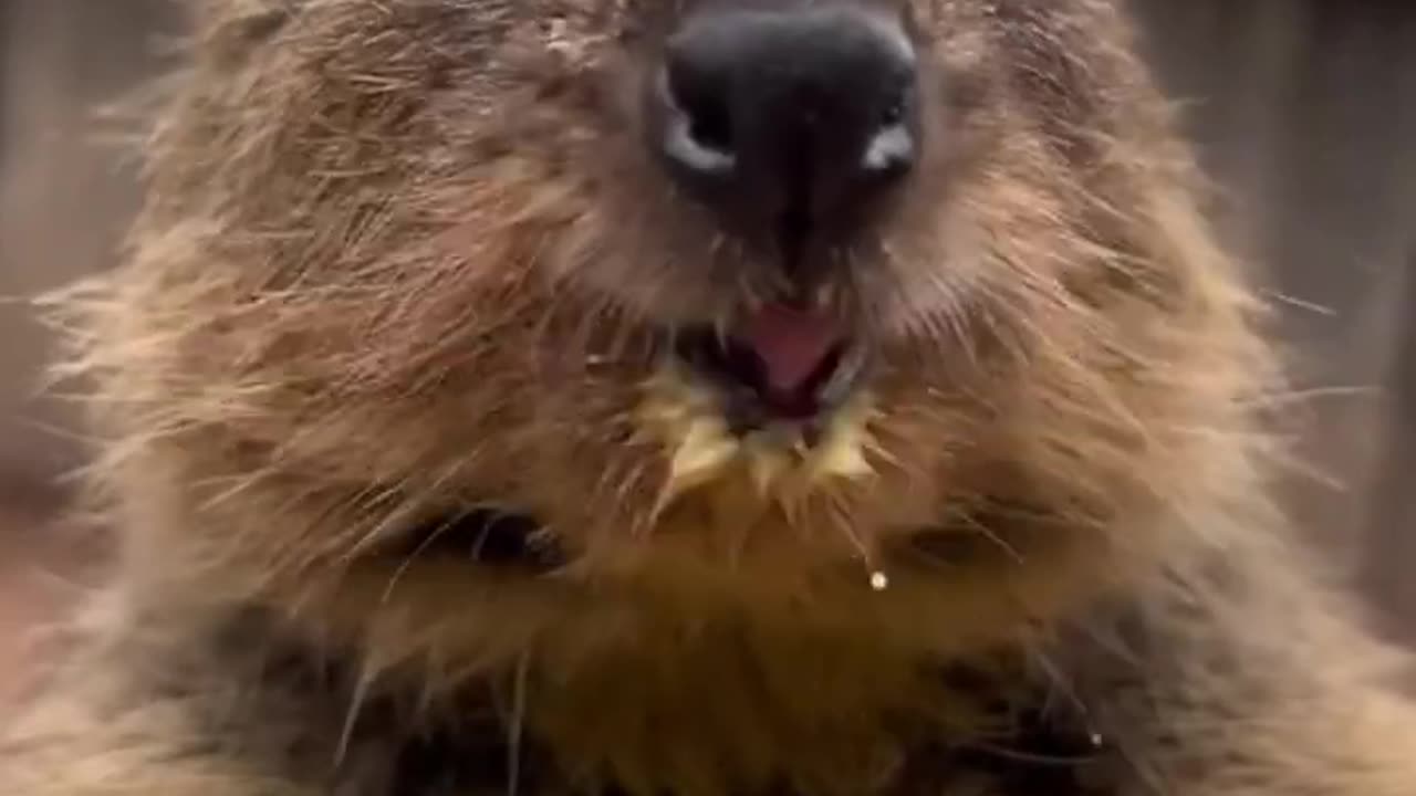 Intresting funny animal video