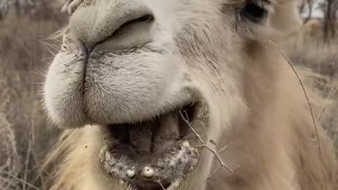 Camel eating food