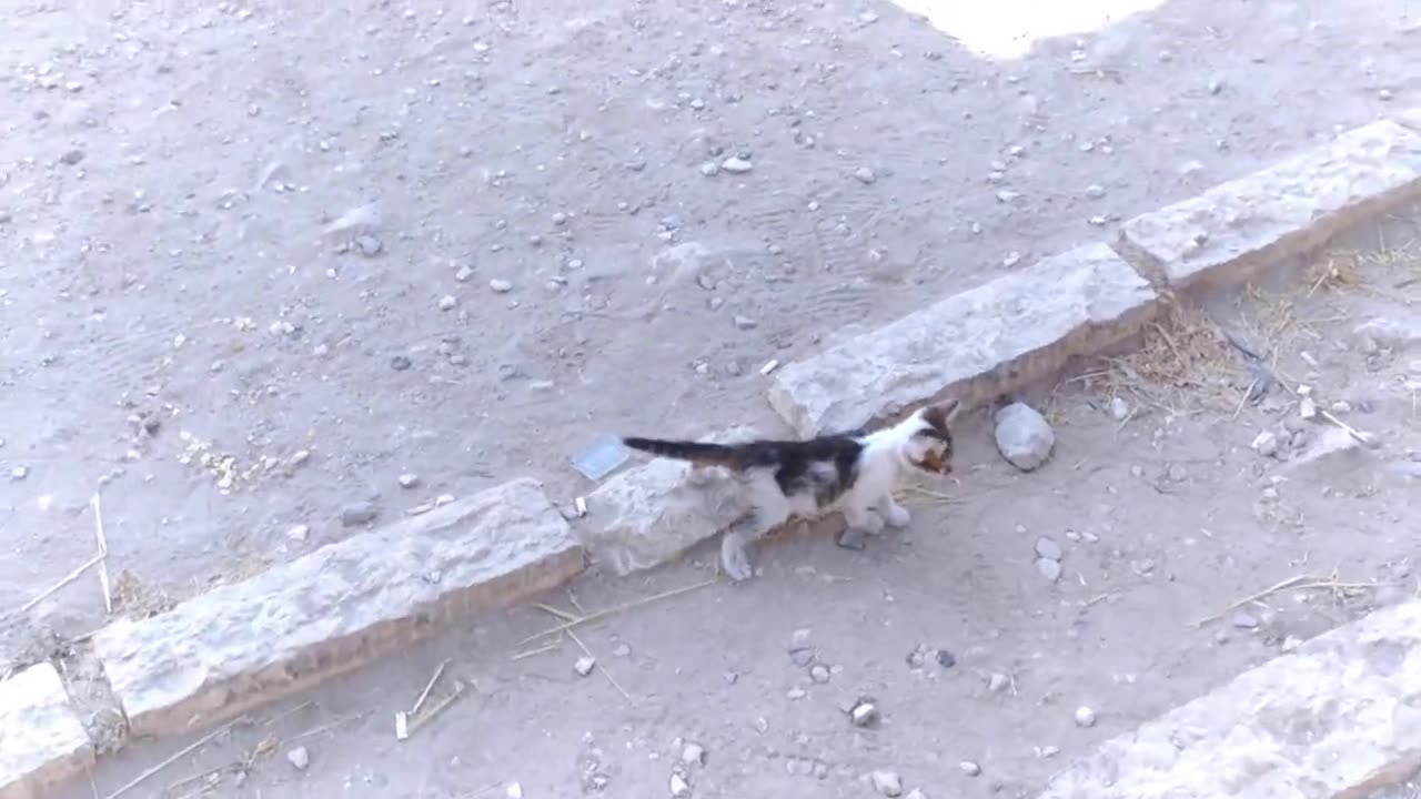 Joradan amman video