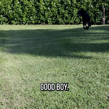 Will My Dog Choose Me or His Favorite Toy?