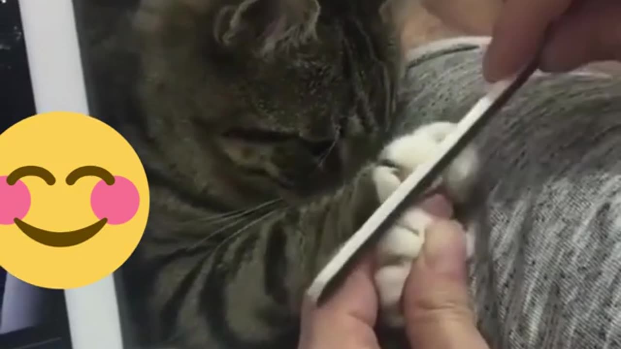 funny animals #shorts