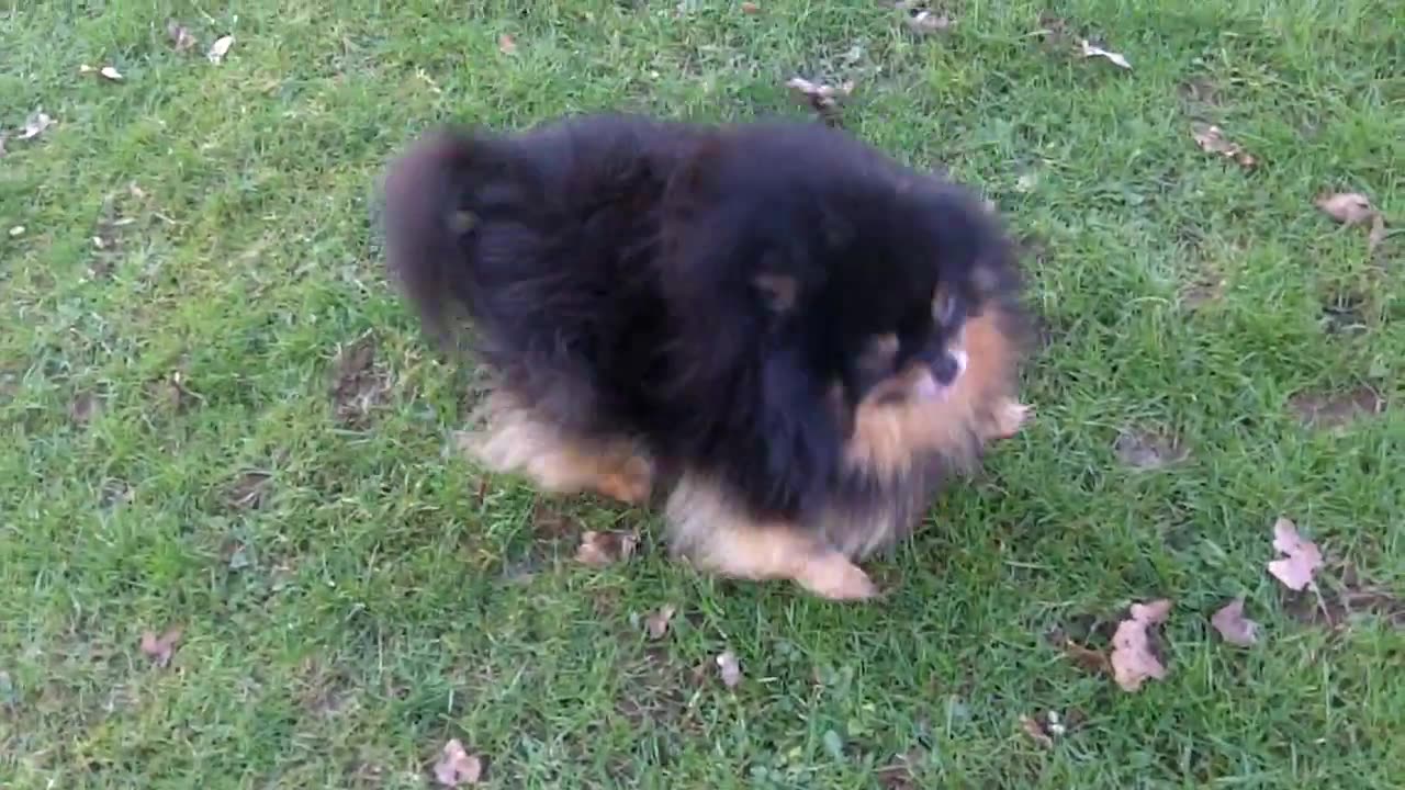 Boo Boo Pom, Buddy Labrador, Gus Cavapoo, Tinkerbell GSD & Willow Cocker.