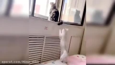 Playful cat