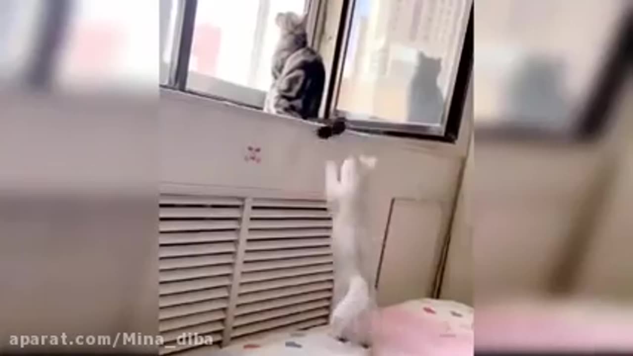 Playful cat