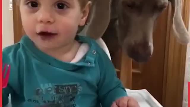 Family Documents Baby Growing Up With Dogs | LADbible