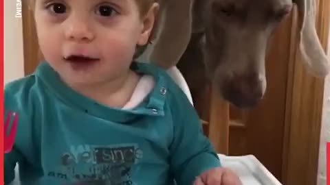 Family Documents Baby Growing Up With Dogs | LADbible