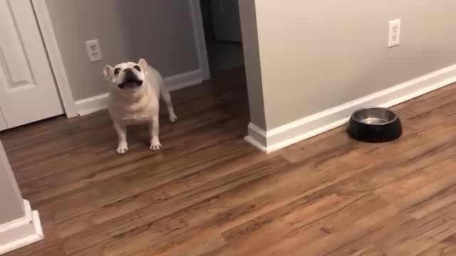 Angry French Bulldog on Diet Throws