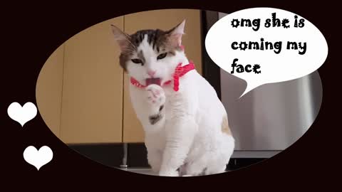 funny cat face