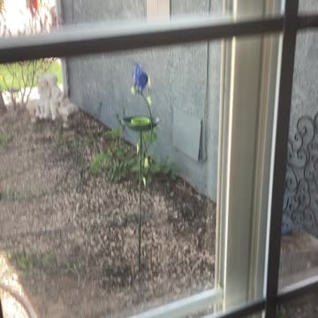 Male female orioles having some grape jelly