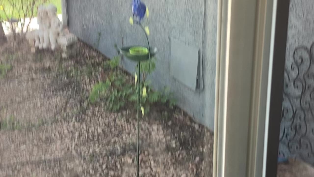 Male female orioles having some grape jelly