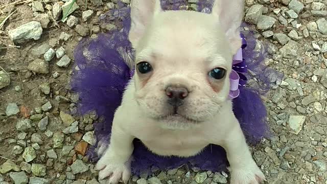 French Bulldog puppy sports her new tutu