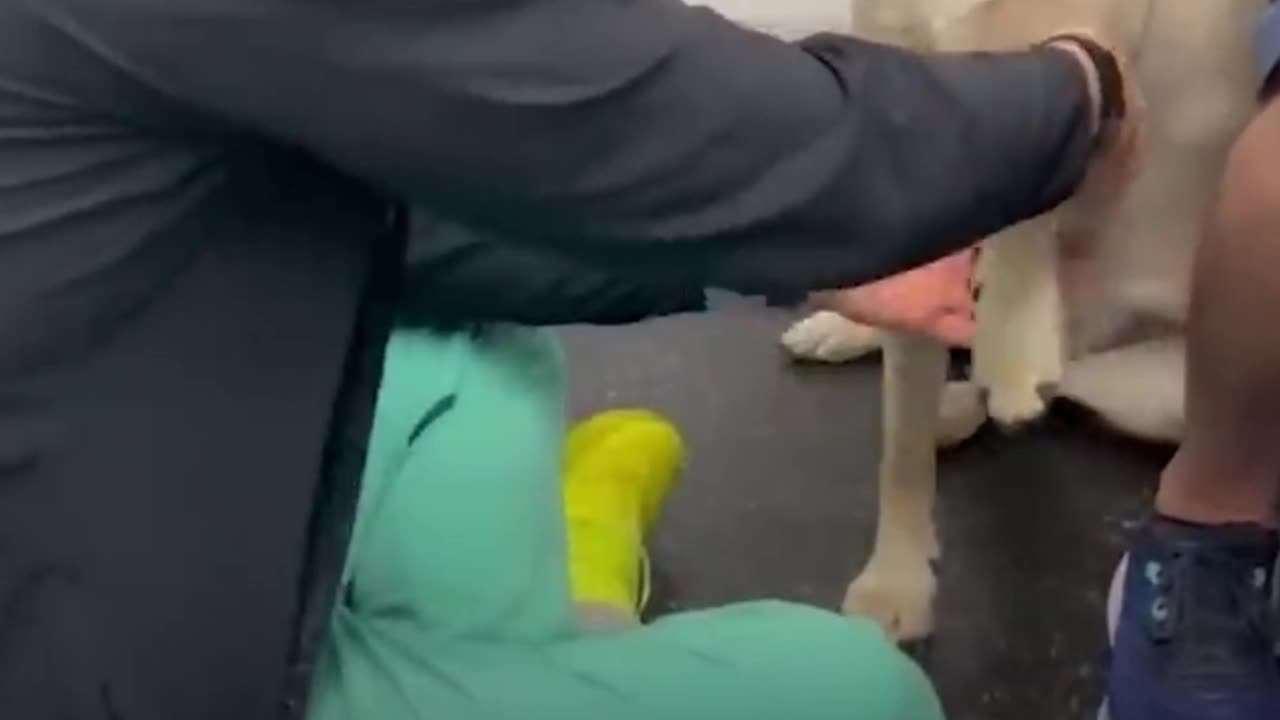 Video of injured dog learning to trust vet viral GMA