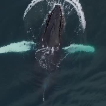 Sea lion playing with Humpback whale ❤️