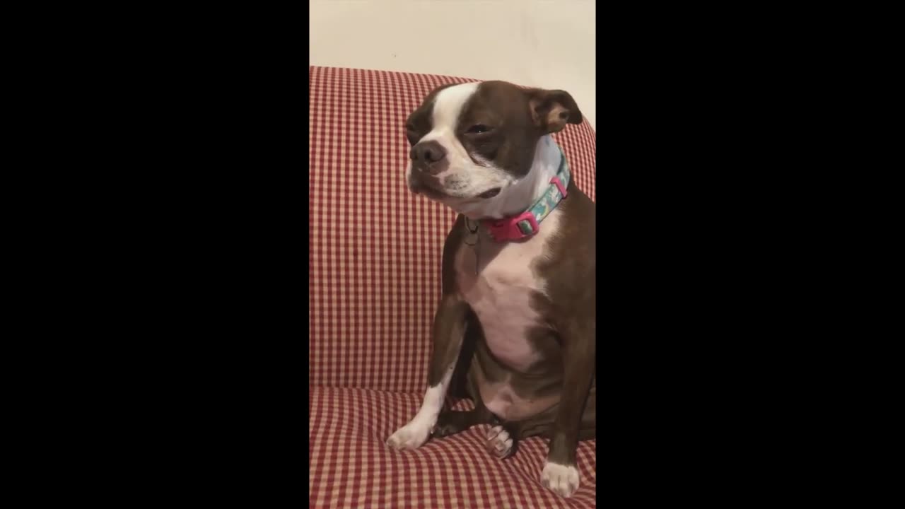 Funniest Dogs And Cats Videos - Best Funny Animal Videos Part 3