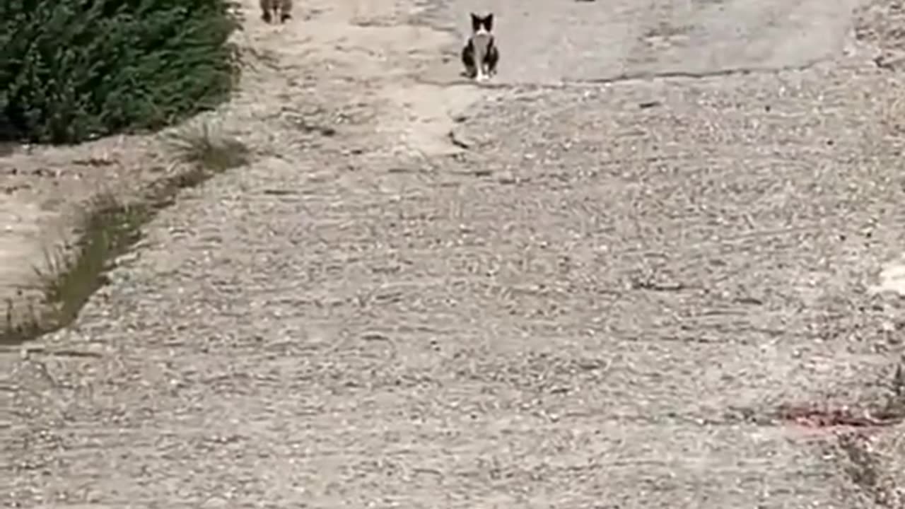 Viral cats