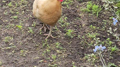 OMC! Does this hen love her greens? - Watch to find out! #chickens #hens #greens #love #shorts