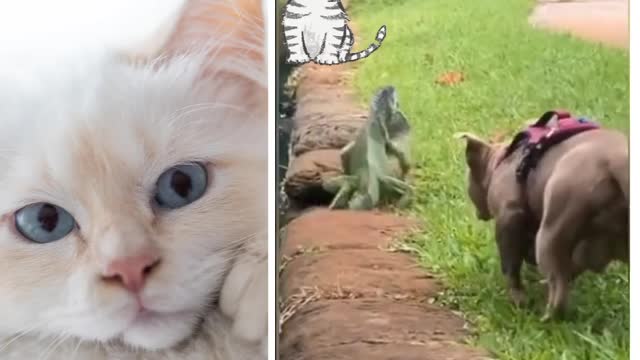 A dog trying to hunt this crawling animal