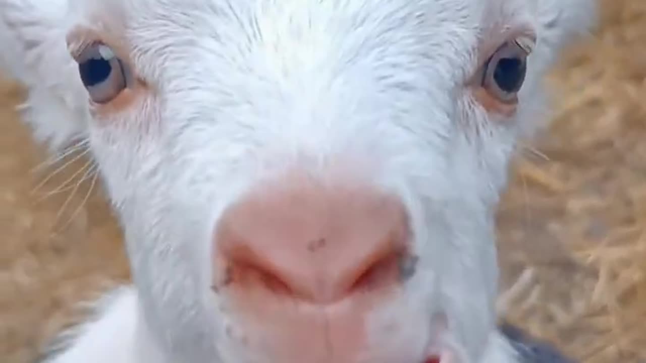 Goat's kid sound || Pets || 4K Quality || HD Video