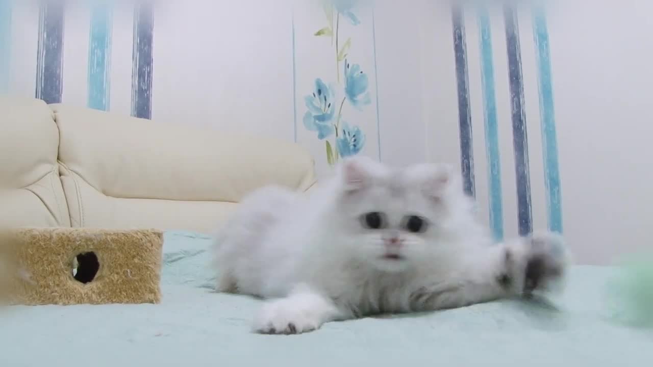 Gentle and incredibly beautiful British longhair cat Eva