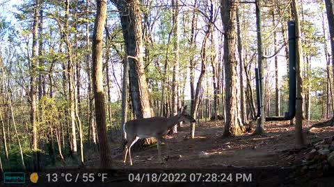 The Woods - 04/19/2022