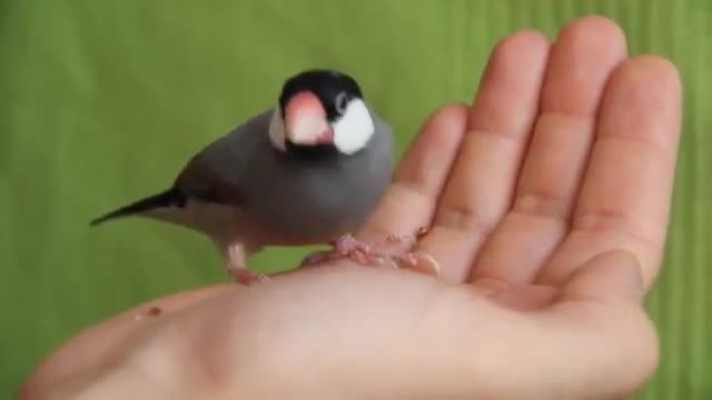Ricefinch eating seeds 😋from hand
