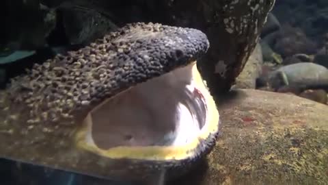 Japanese giant salamander