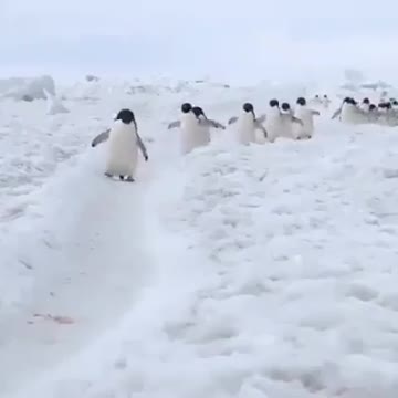 Penguin walk