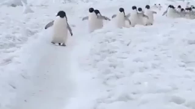 Penguin walk