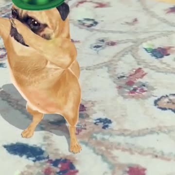 Dancing dog