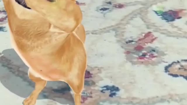 Dancing dog