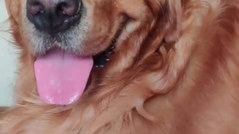 Dogs funny videos