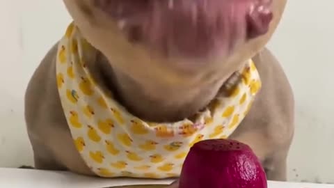 ASMR of a dog eating