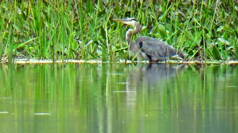 Great Blue Heron