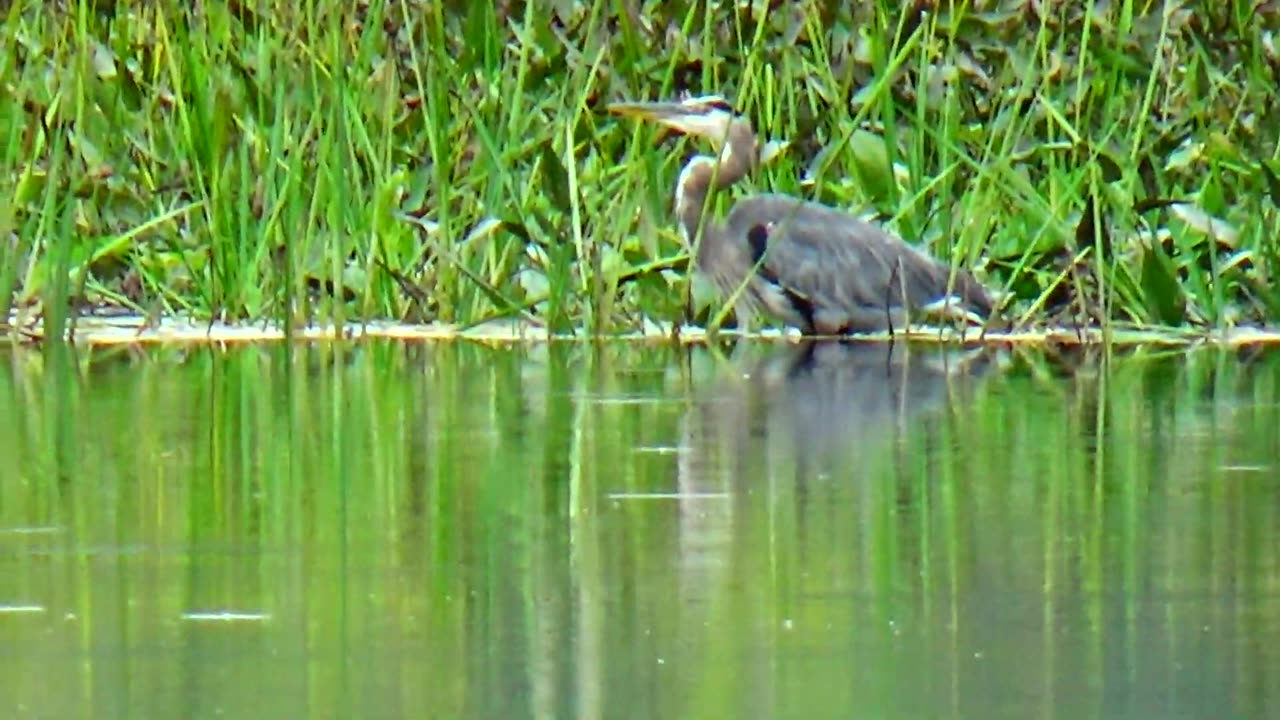 Great Blue Heron