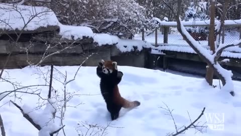 funny Red Pandas Play in the Snow