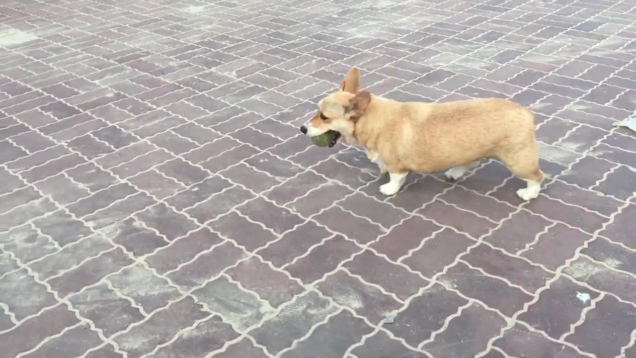 Corgi Smart Playing Ball