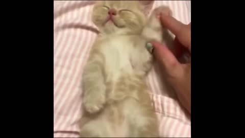 Funny Cat Video. Fall in love with the most adorable and funny animals in the world!