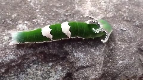 THE DRAGON HEADED CATERPILLAR