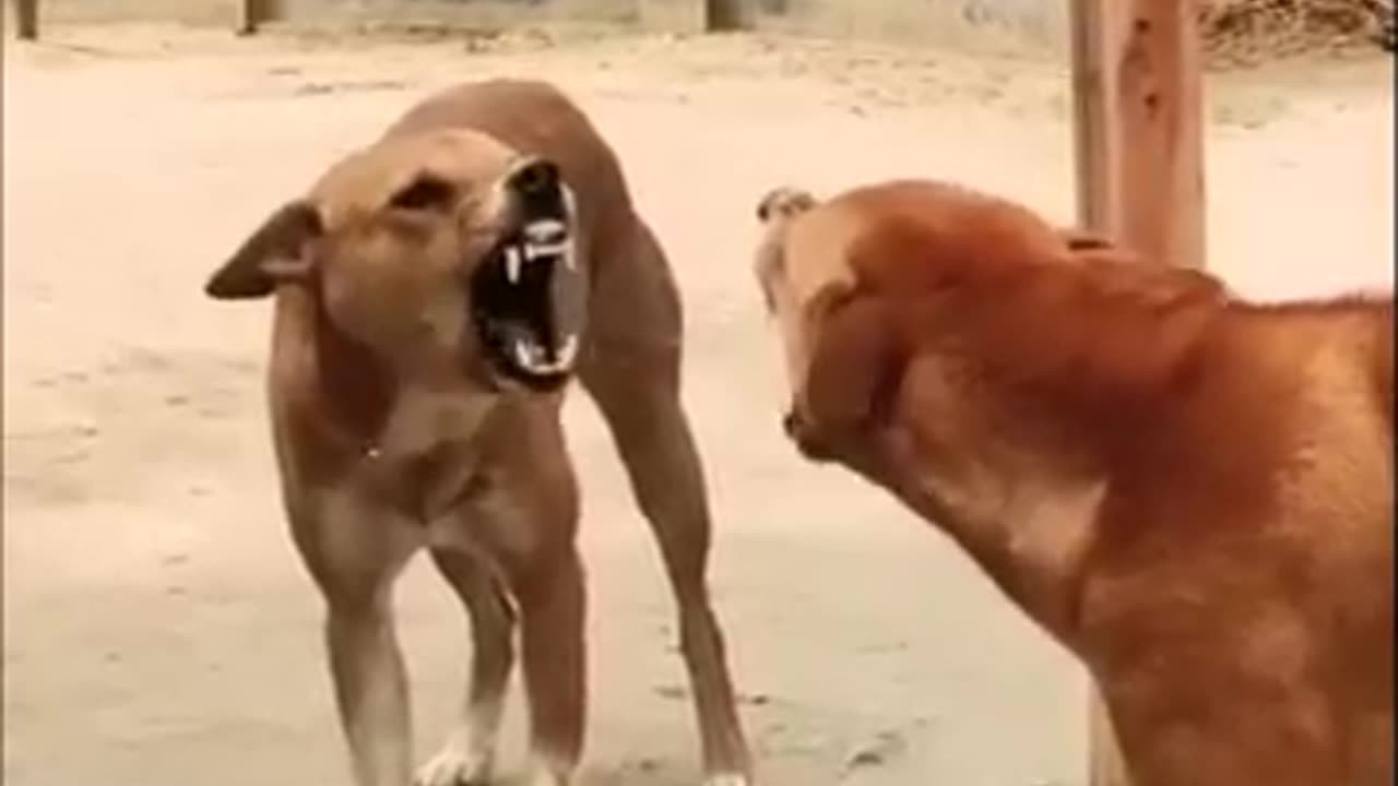 Dog parnk funny video