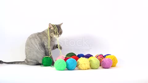 Funny cat playing