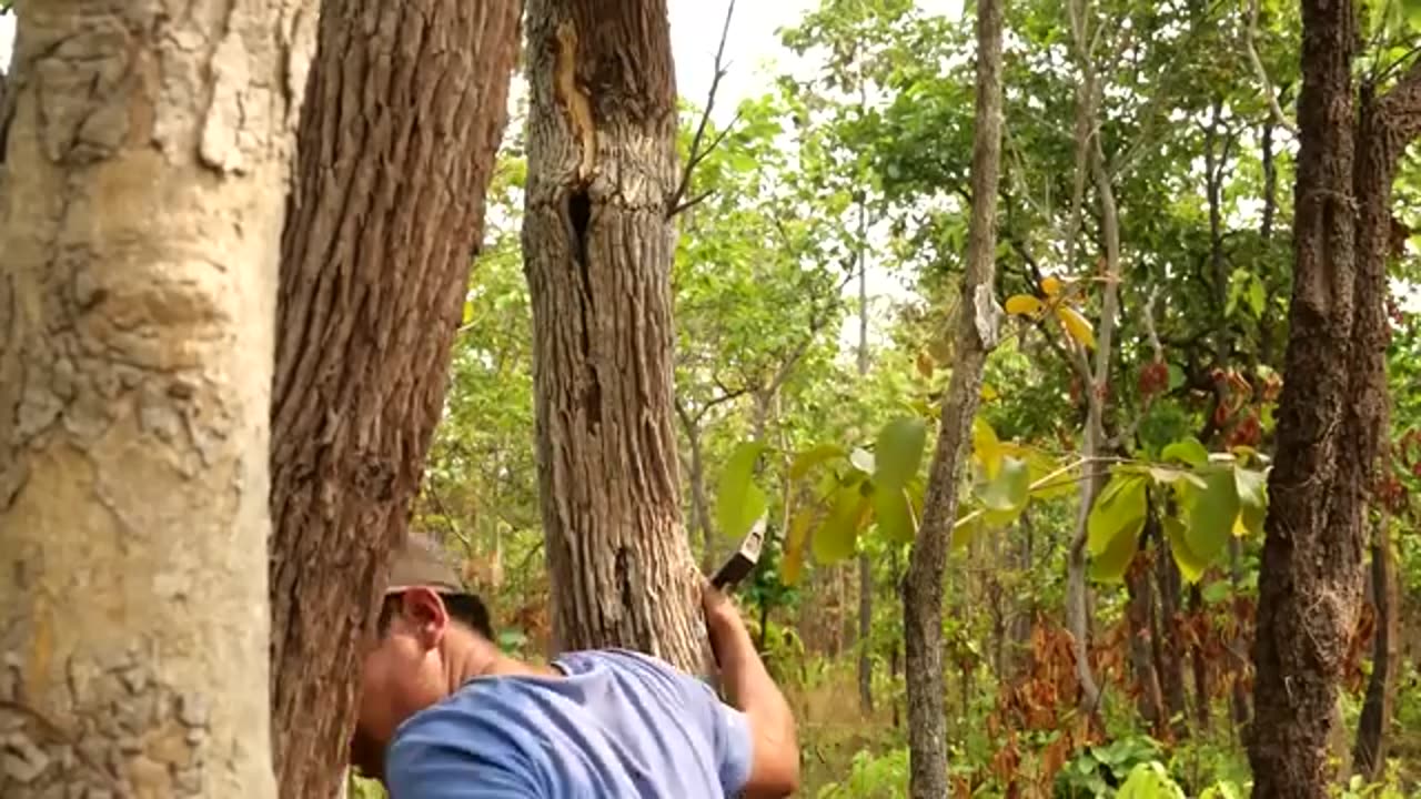 Parrot video