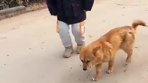 Dancing Dog with Little Boy Adorable and Fun!