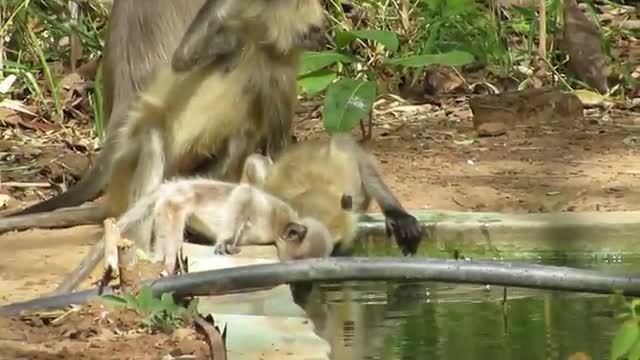 A langoor drinking water