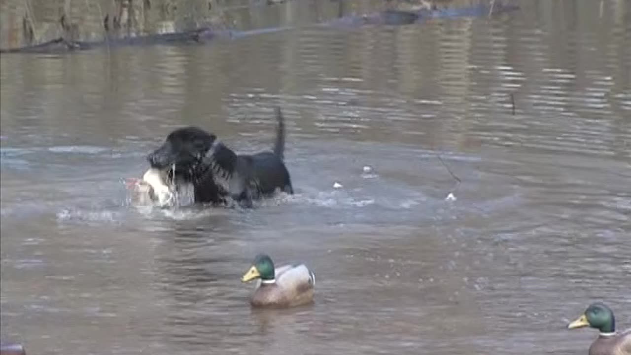 Hunting University - S10E08 - American Retriever Classic And Henry County Duck Hunt