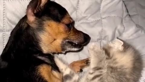 Funniest Animals videos compilation best of 2023.try not to laugh 😆 😂 #animals #cat #dog #pets 👋❤️🆕️