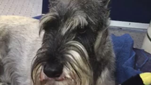 Standard Schnauzer