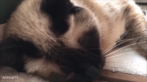 Siamese Kittens Playing!